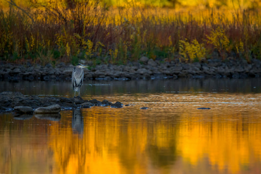 The Importance of Wetlands: Protecting Nature’s Water Purifiers