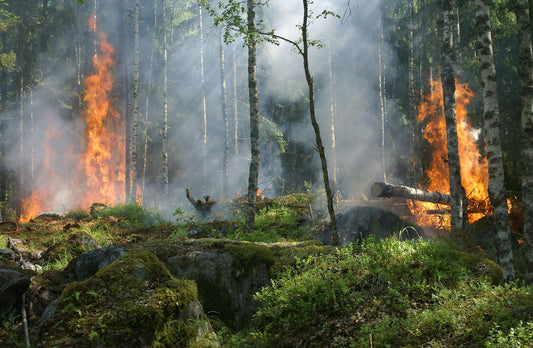 The Environmental and Health Impact of Wildfires: A Growing Global Threat
